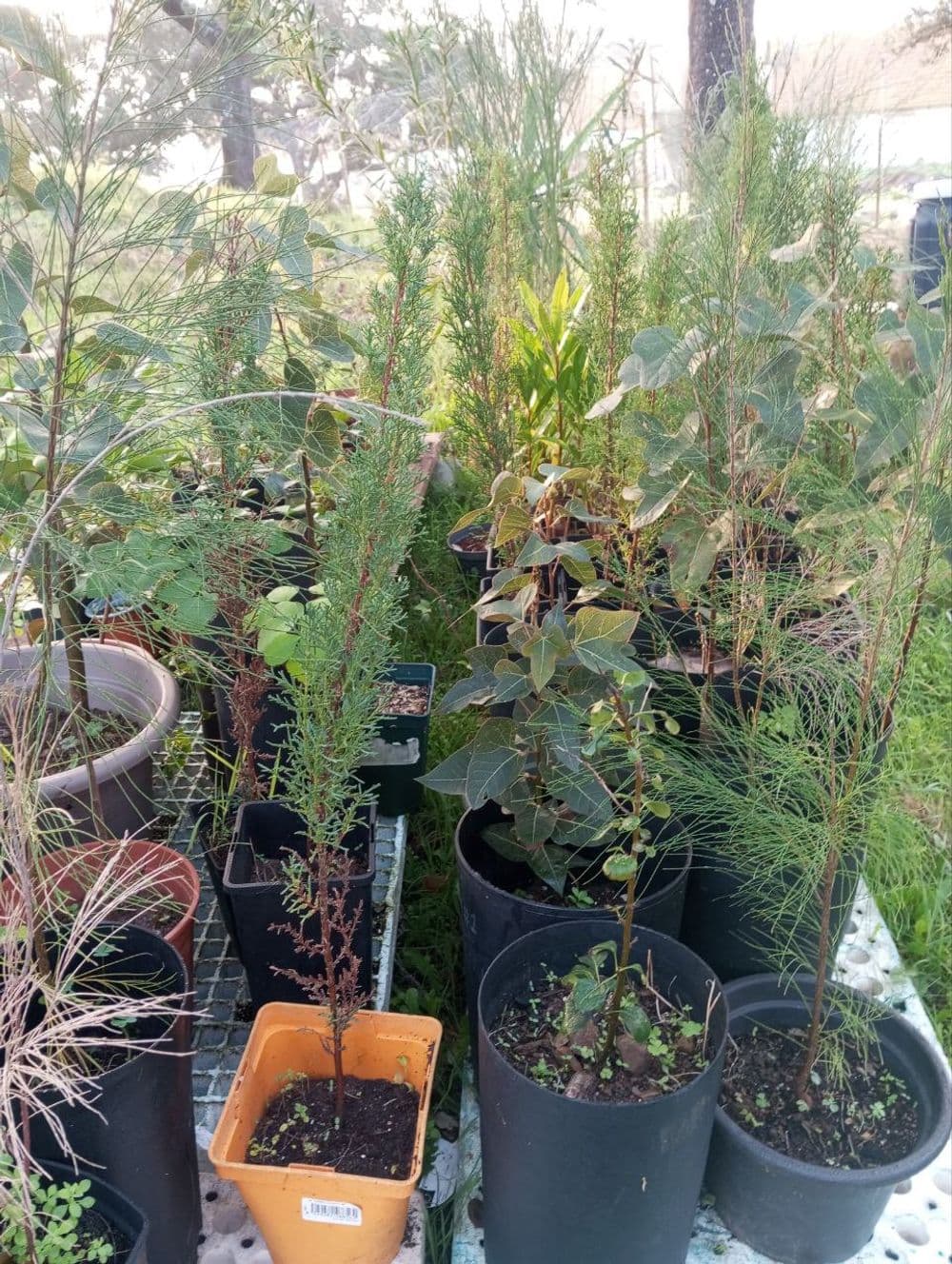 Growing a Forest: Reflections on Reforestation and Relationship with Land