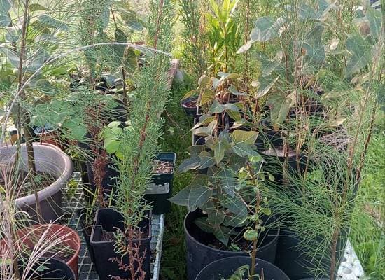 Growing a Forest: Reflections on Reforestation and Relationship with Land