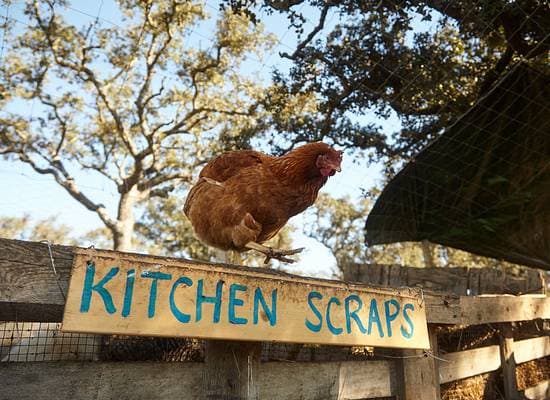 Permaculture Garden 101: Revolution Disguised as Gardening